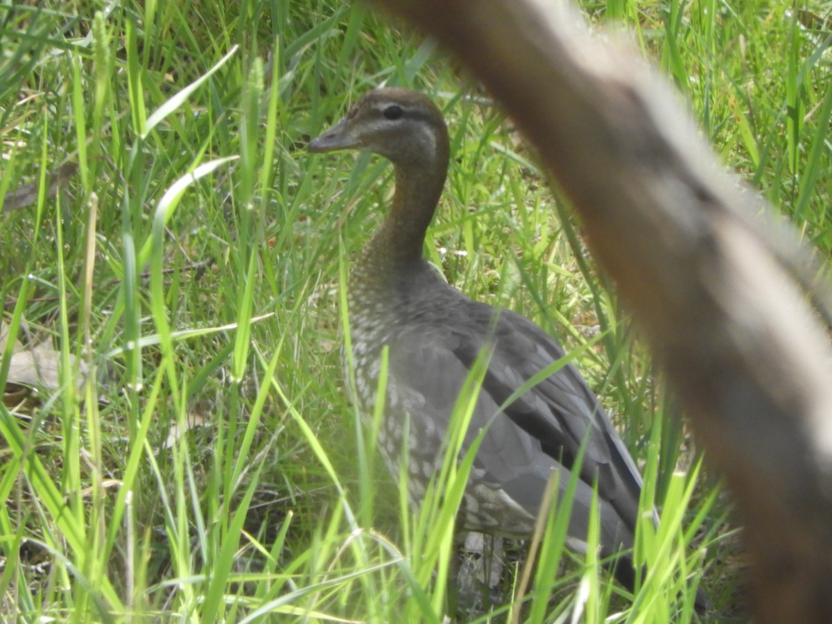 Maned Duck - ML644631247