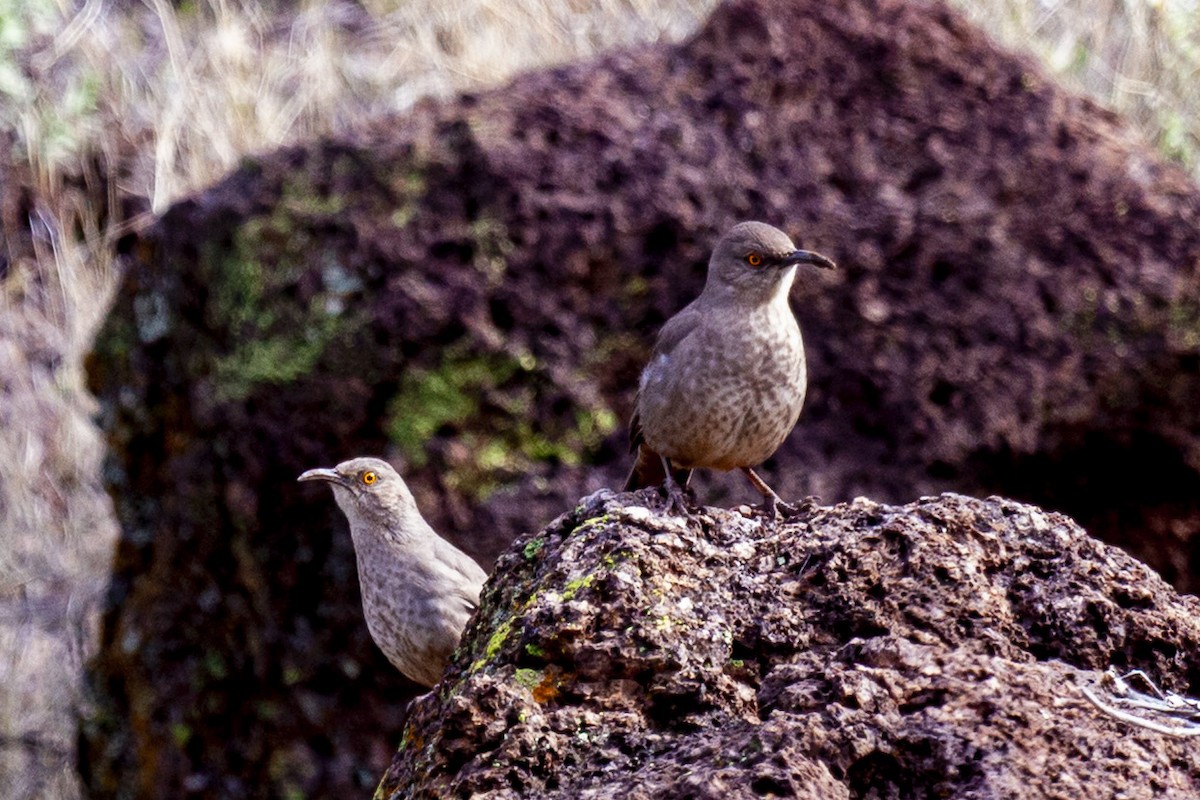 Curve-billed/Bendire's Thrasher - ML644631250