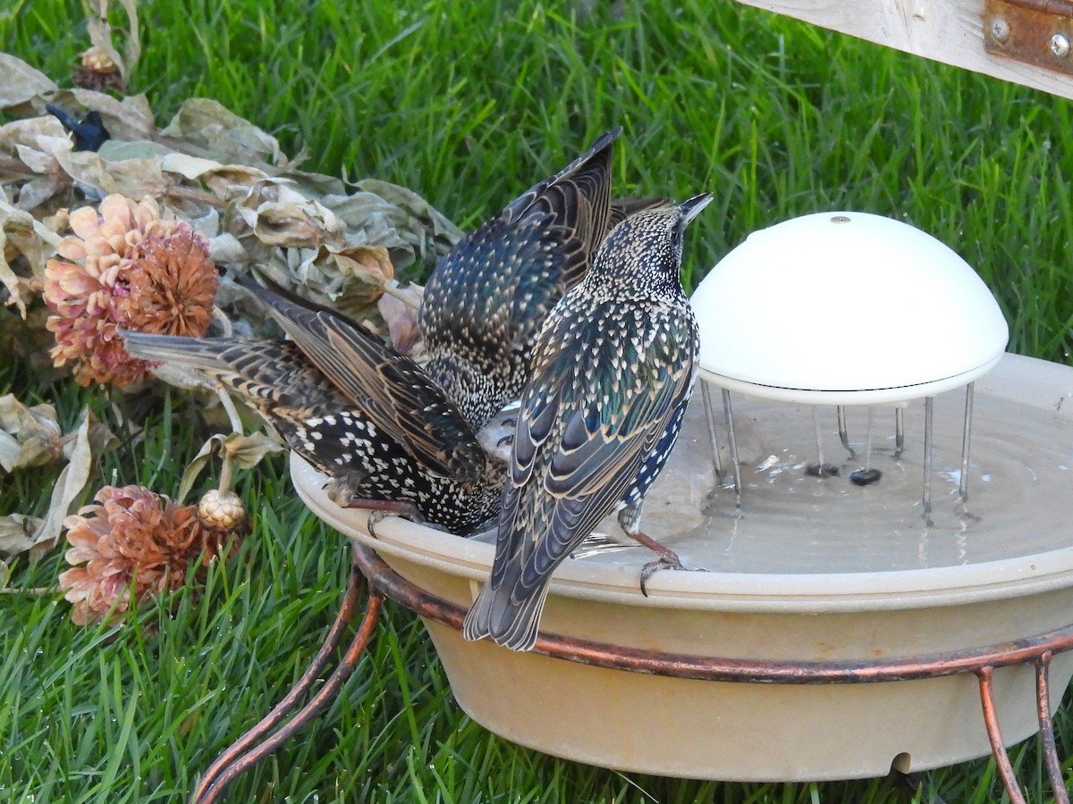 Storno - ML644631259