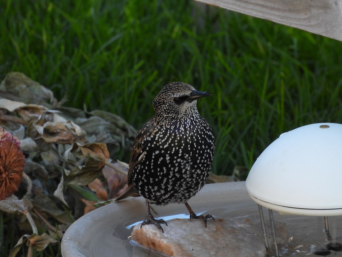 Storno - ML644631260