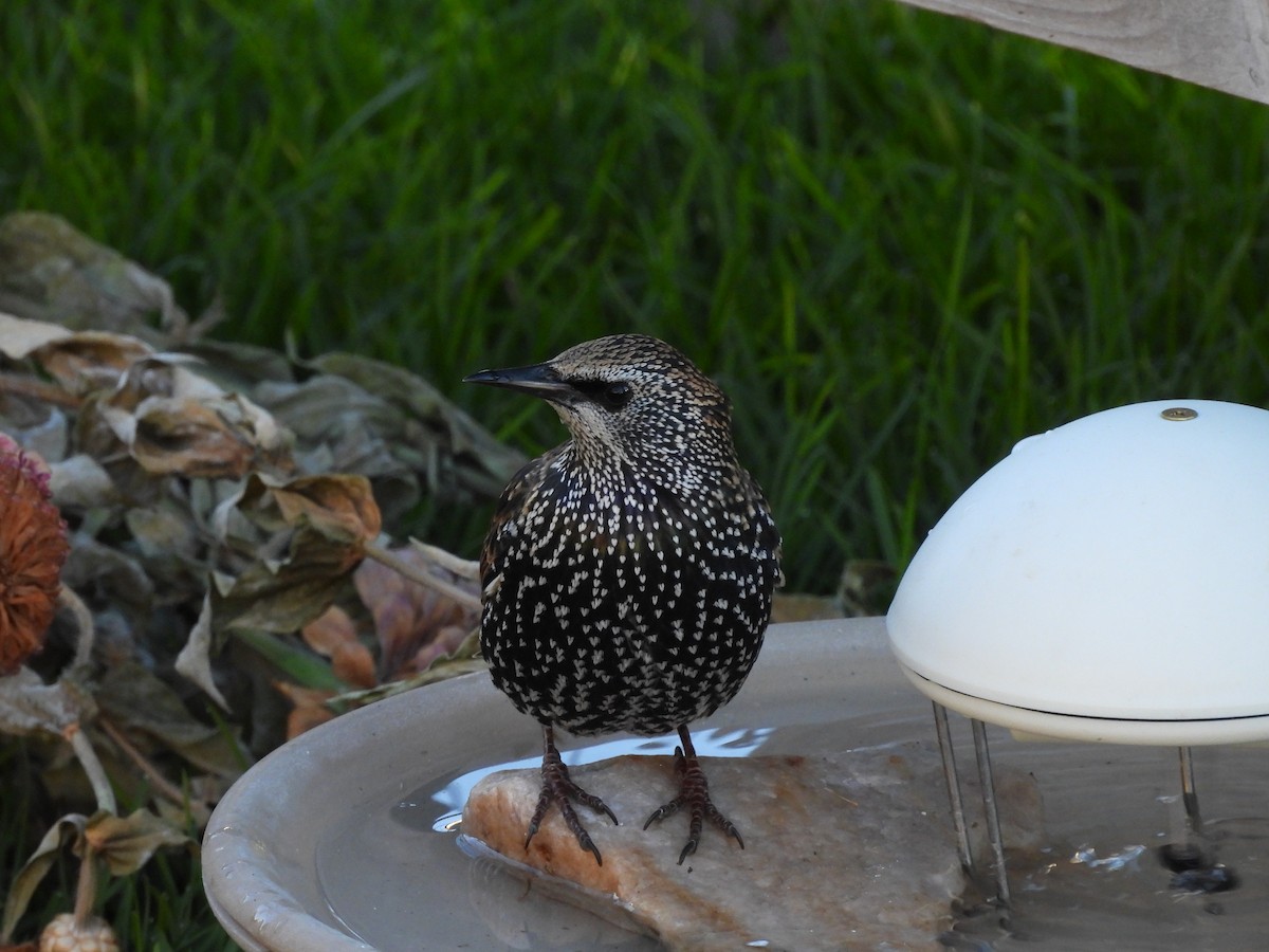 Storno - ML644631261