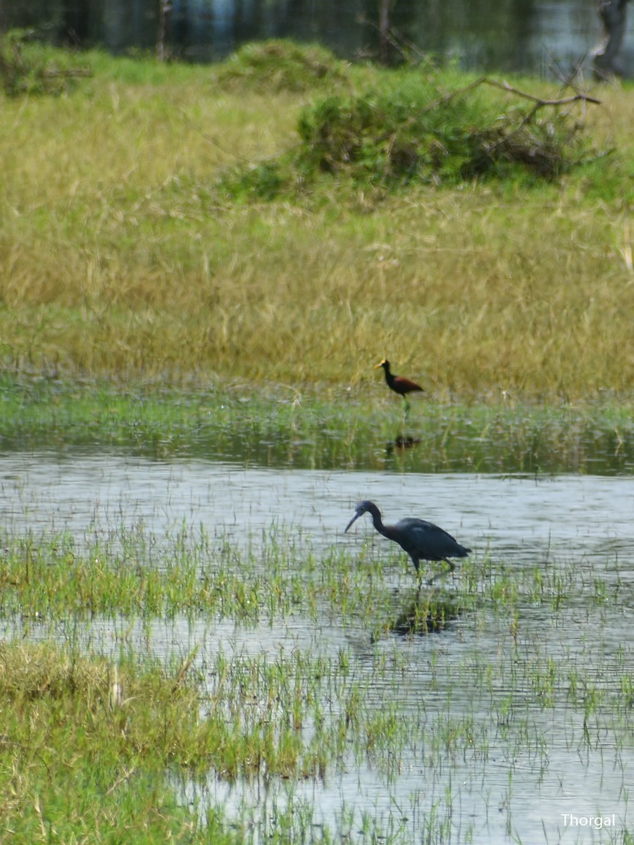 Little Blue Heron - ML644631263