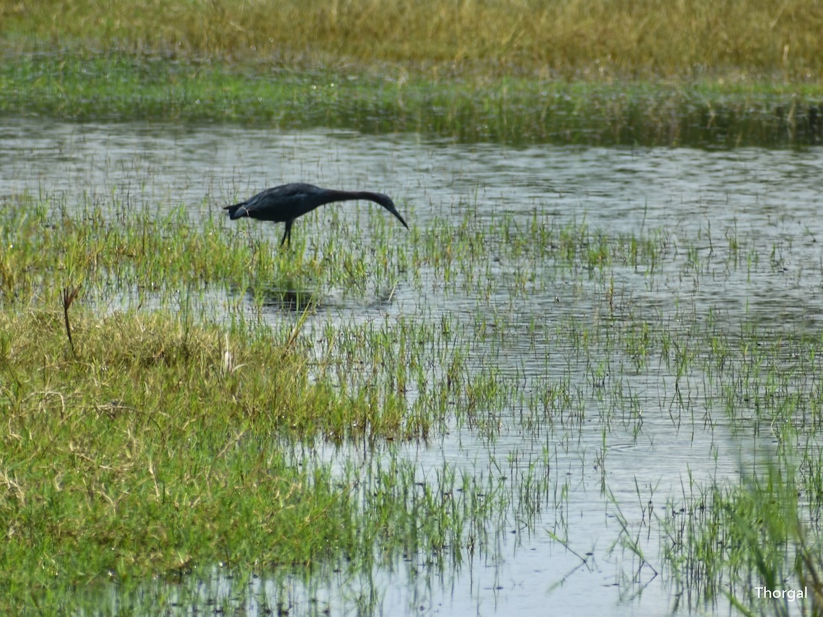 Little Blue Heron - ML644631264