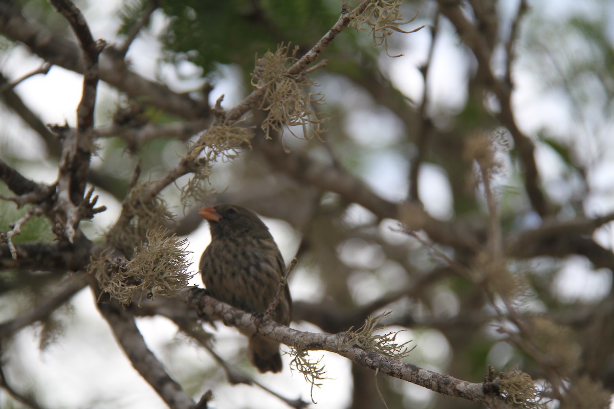 Géospize fuligineux - ML644631266