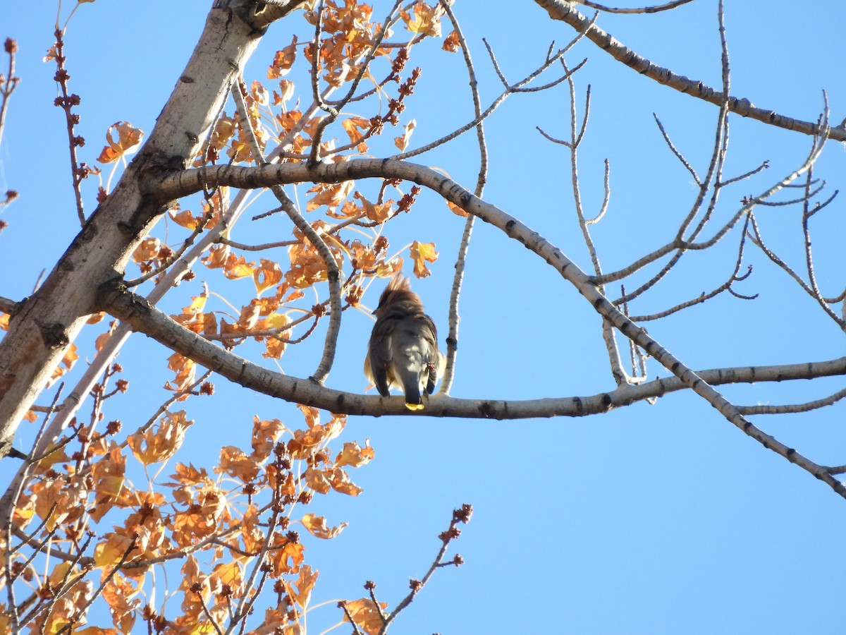 Cedar Waxwing - ML644631268