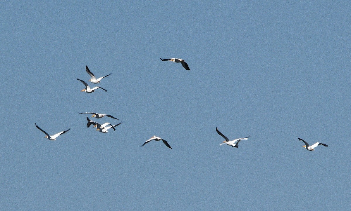 American White Pelican - ML644631270