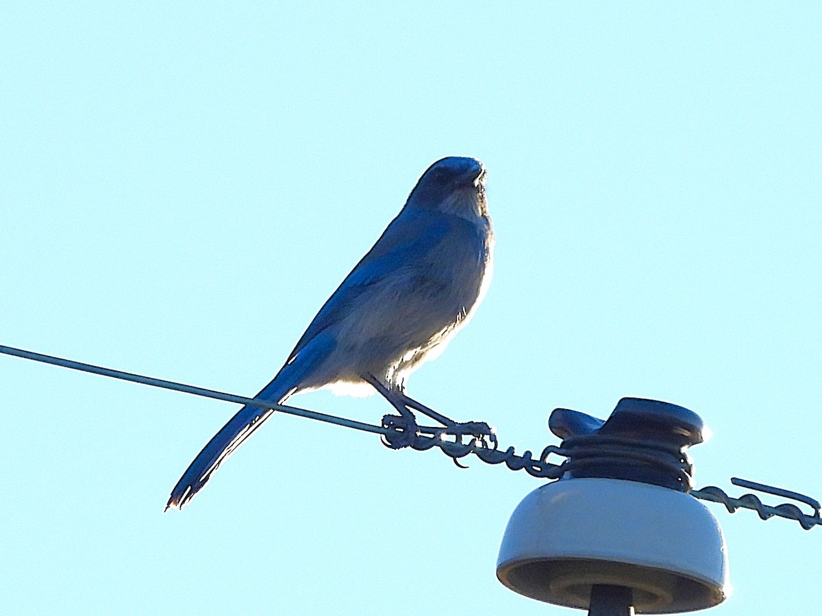 Woodhouse's Scrub-Jay - ML644631271