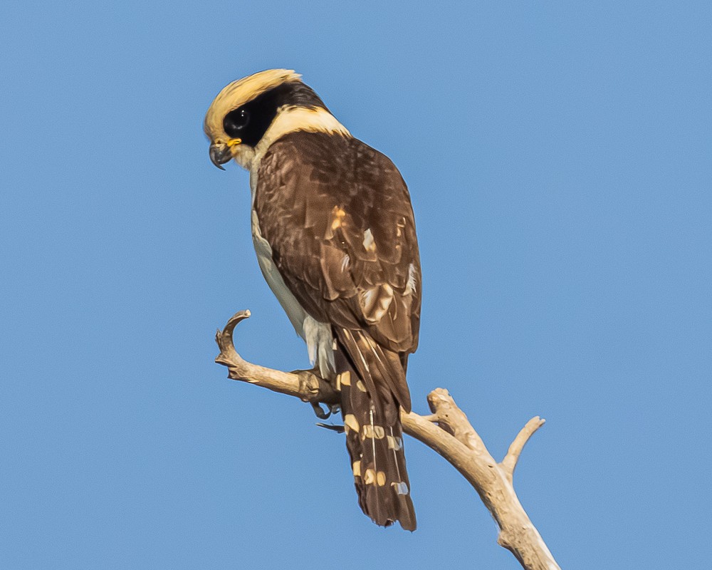 Laughing Falcon - ML644631272
