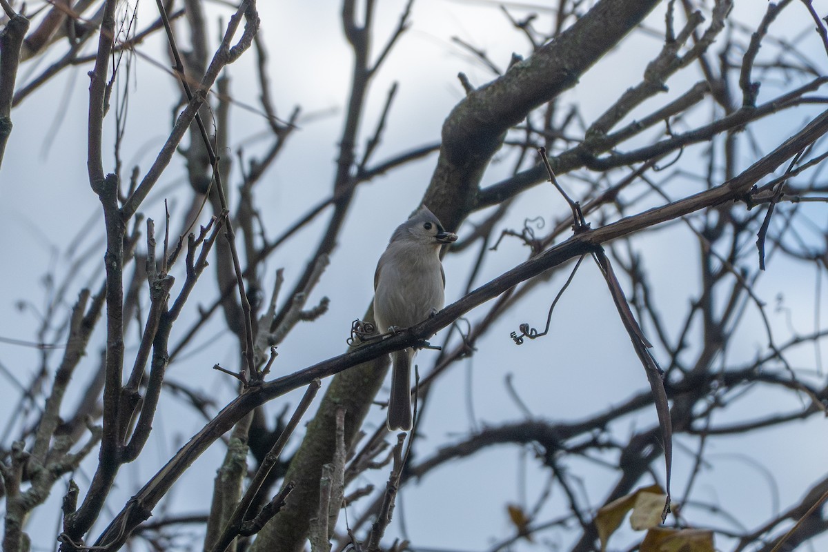 Tufted Titmouse - ML644631275