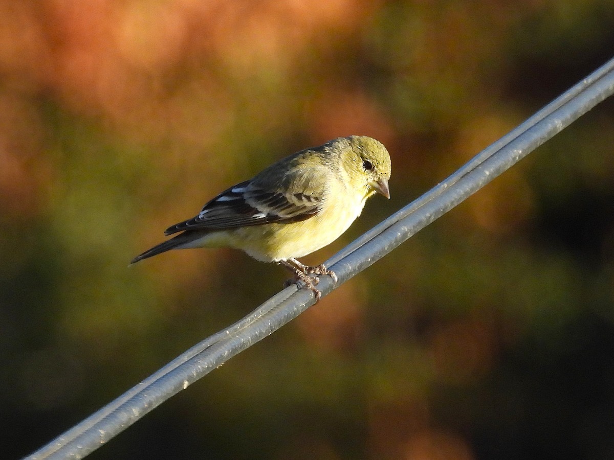 Lesser Goldfinch - ML644631276