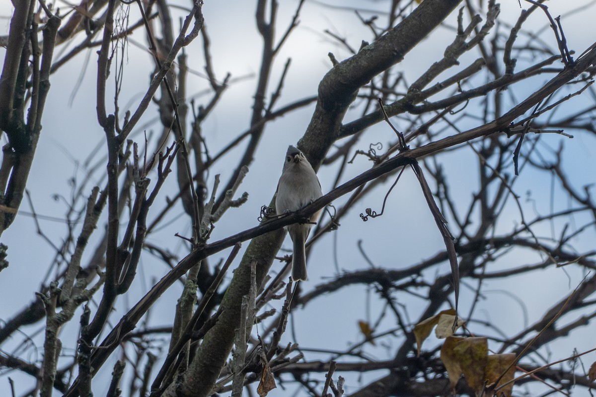 Tufted Titmouse - ML644631277