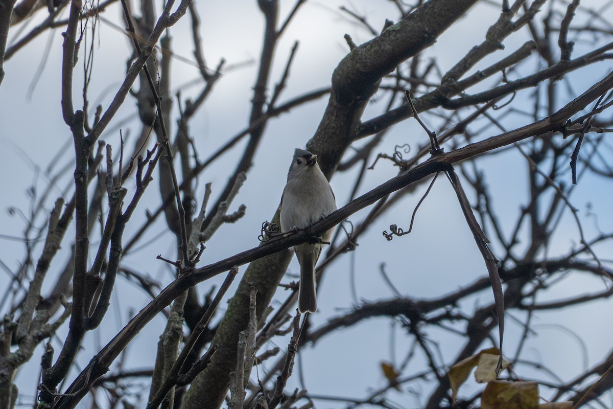 Tufted Titmouse - ML644631278