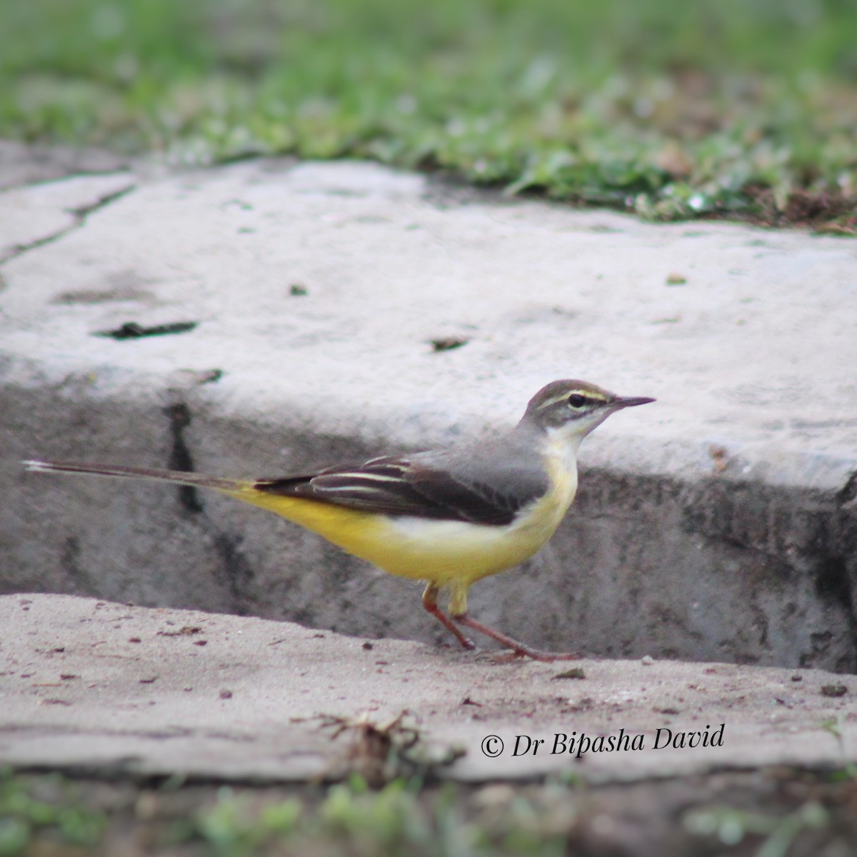 Gray Wagtail - ML644631279