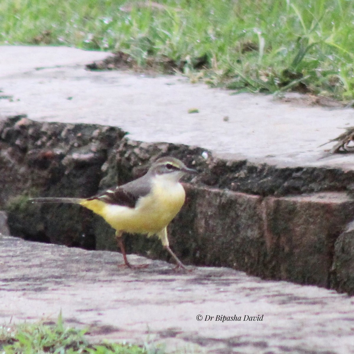 Gebirgsstelze - ML644631280