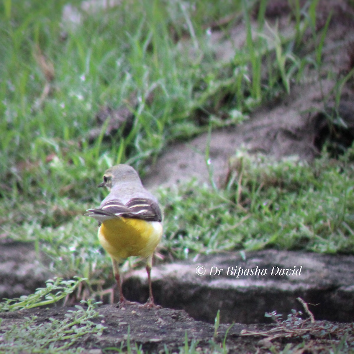 Gebirgsstelze - ML644631281