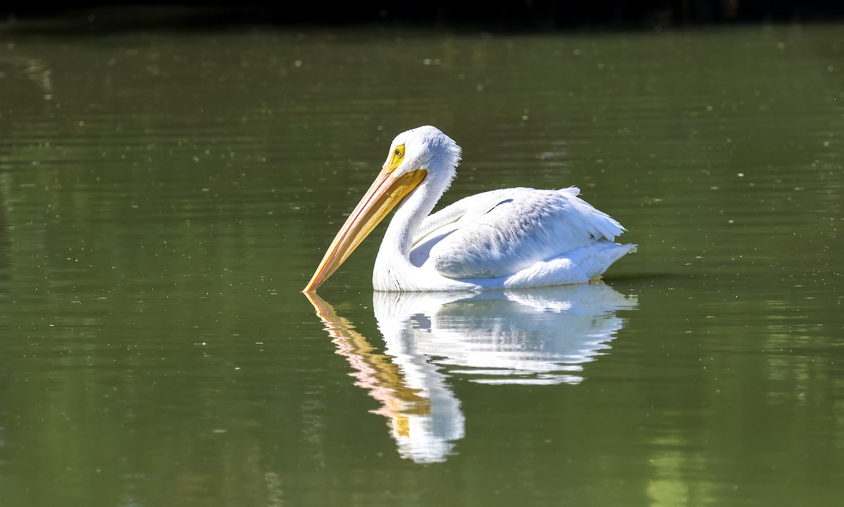 American White Pelican - ML644631282