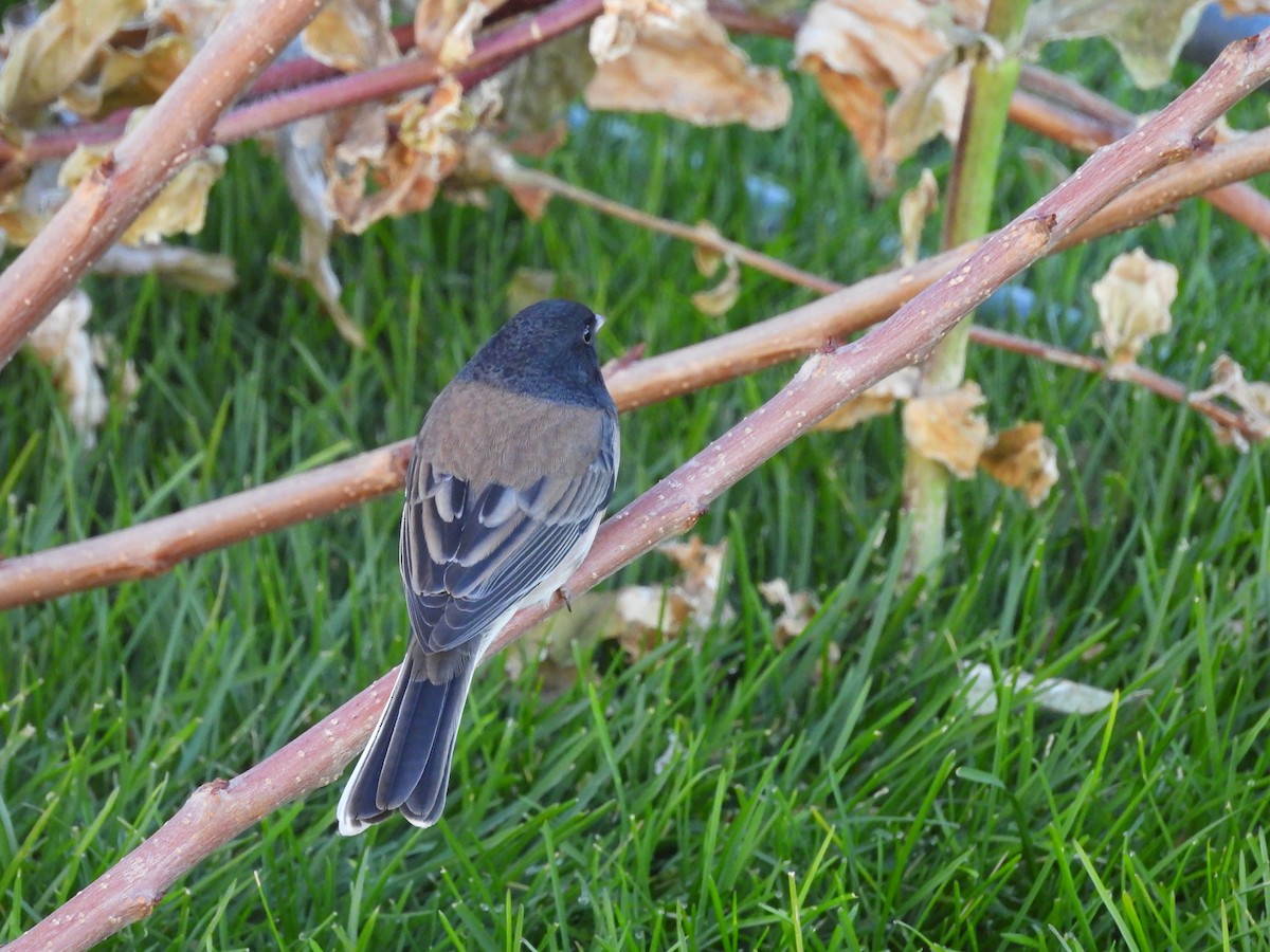 Dark-eyed Junco - ML644631283