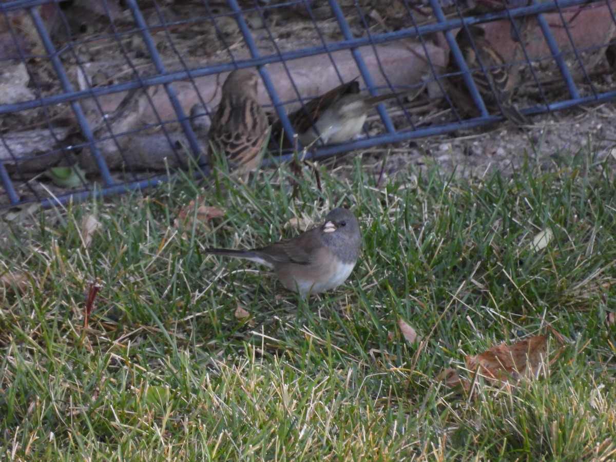 Dark-eyed Junco - ML644631284