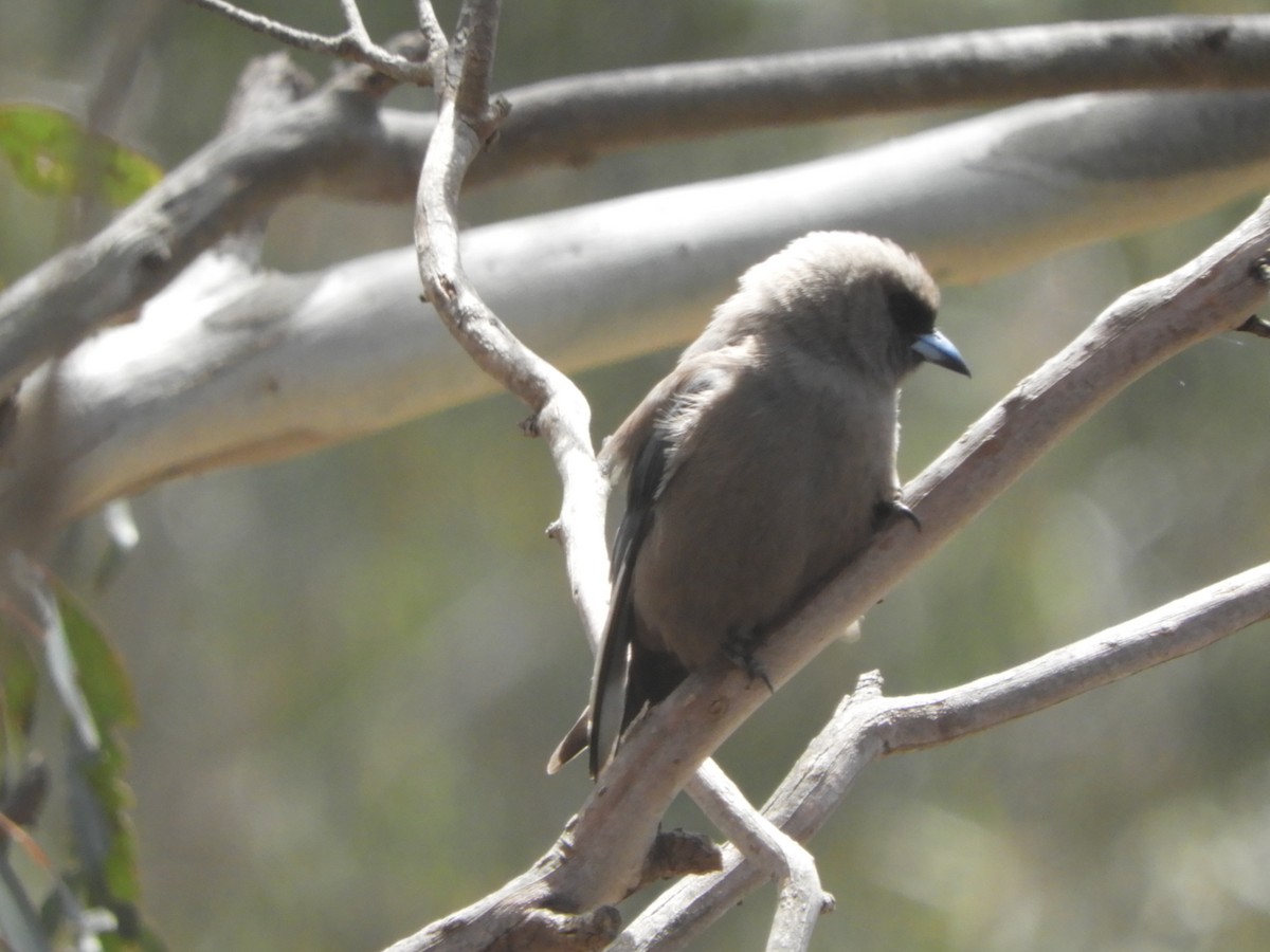Dusky Woodswallow - ML644631285