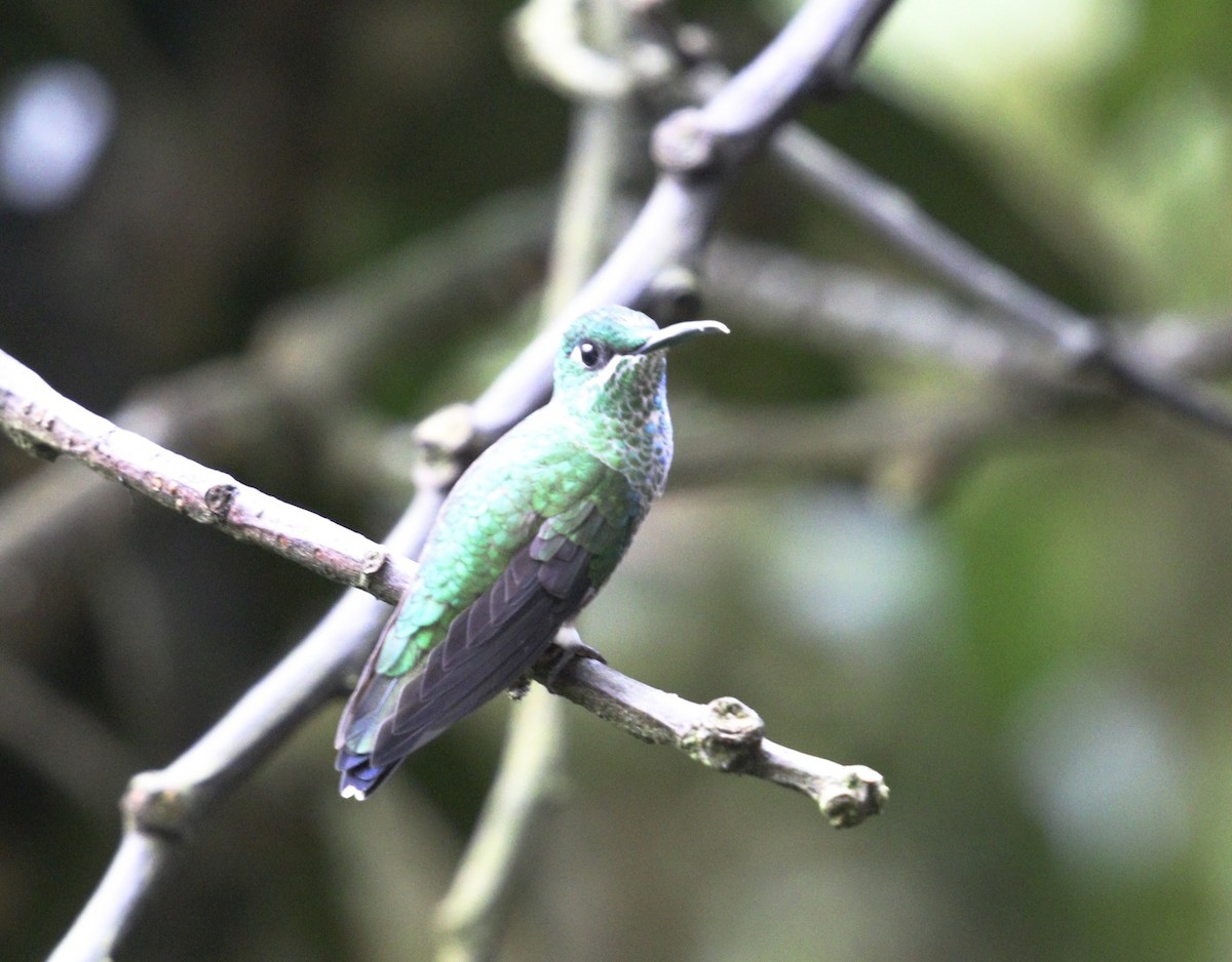 Crowned Woodnymph - ML644631286