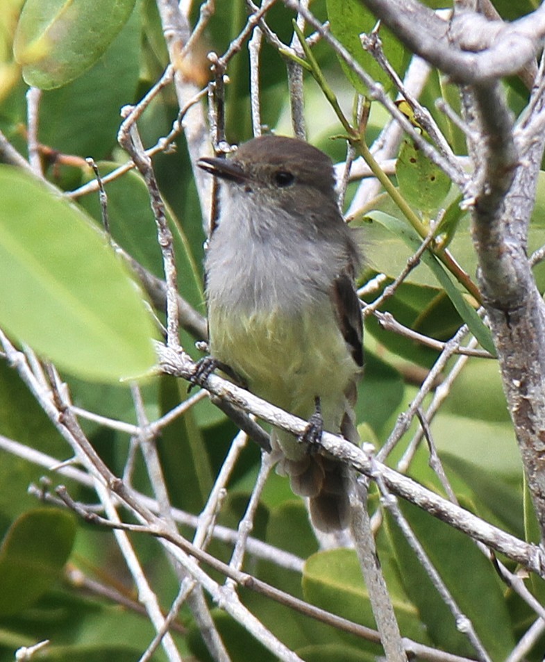 Tyran des Galapagos - ML644631287