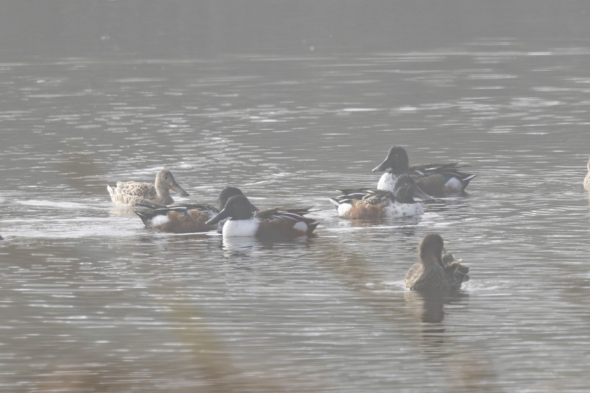 Northern Shoveler - ML644631288