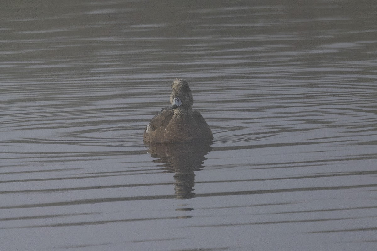 American Wigeon - ML644631289