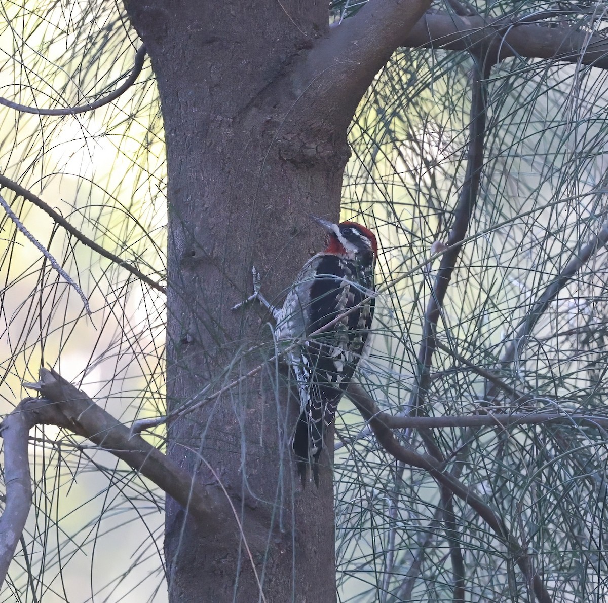 Red-naped Sapsucker - ML644631291