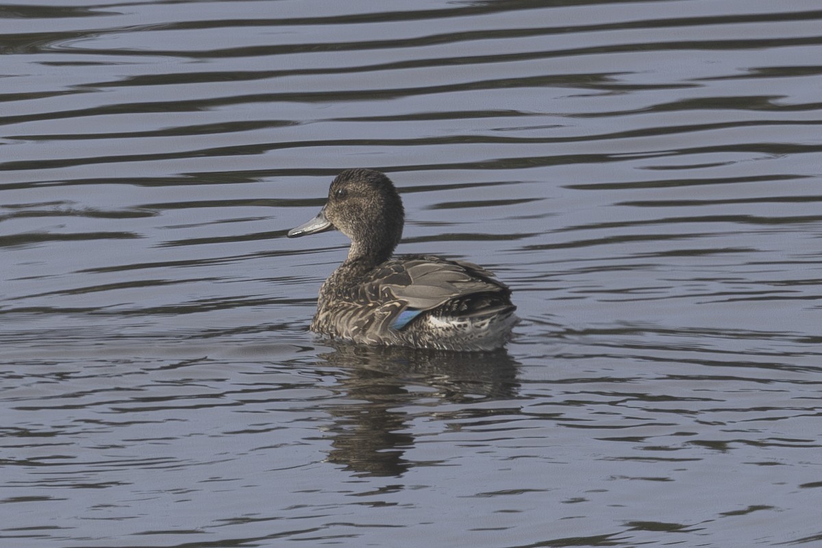 Green-winged Teal - ML644631292