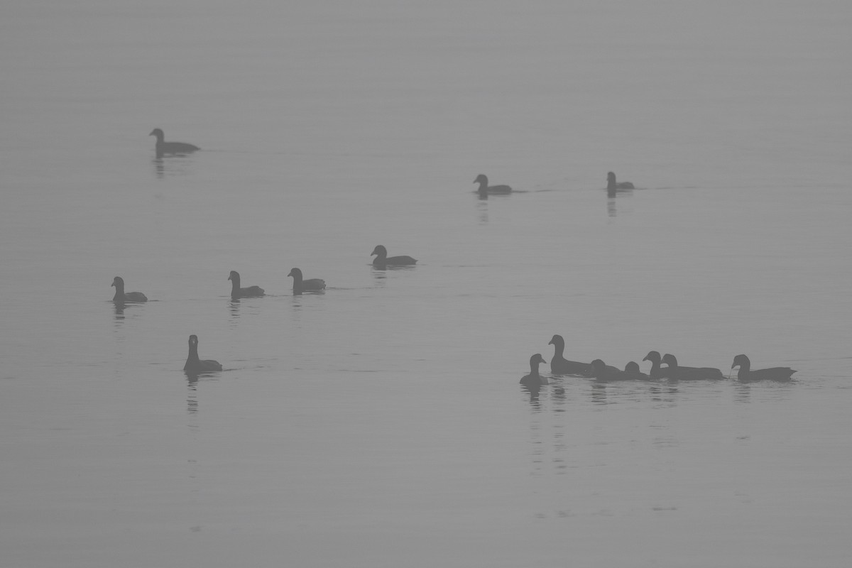 American Coot - ML644631303