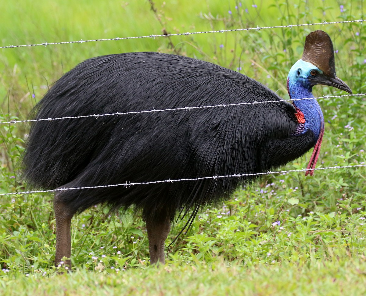Southern Cassowary - ML644631304
