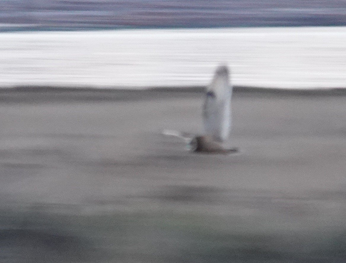 短耳鴞 - ML644631308