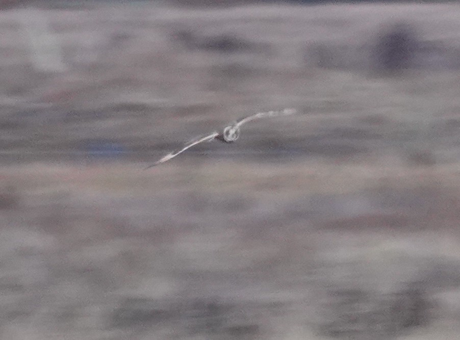 短耳鴞 - ML644631309