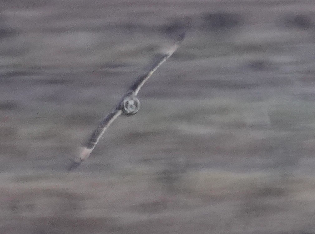 短耳鴞 - ML644631311