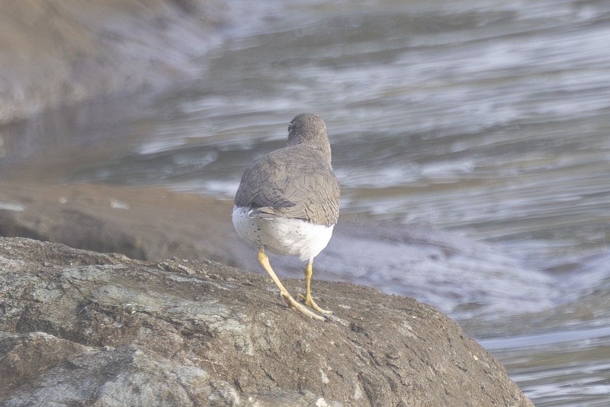 Spotted Sandpiper - ML644631312