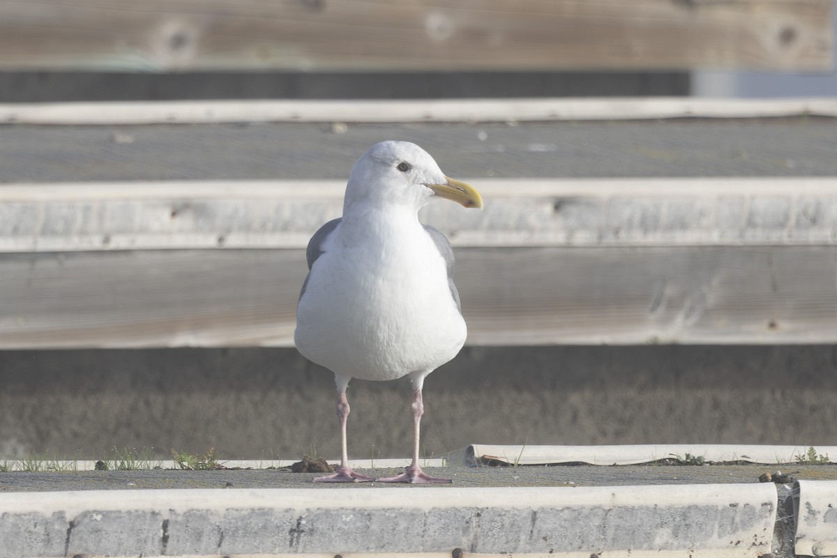 Western Gull - ML644631314
