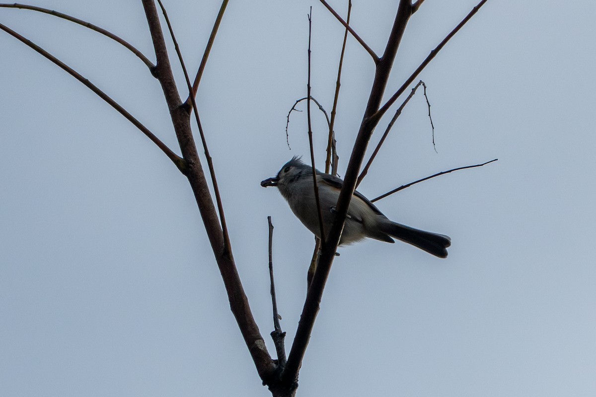 Tufted Titmouse - ML644631315