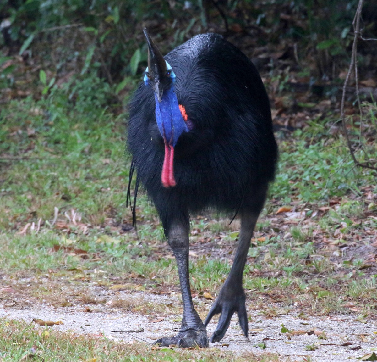 Southern Cassowary - ML644631316