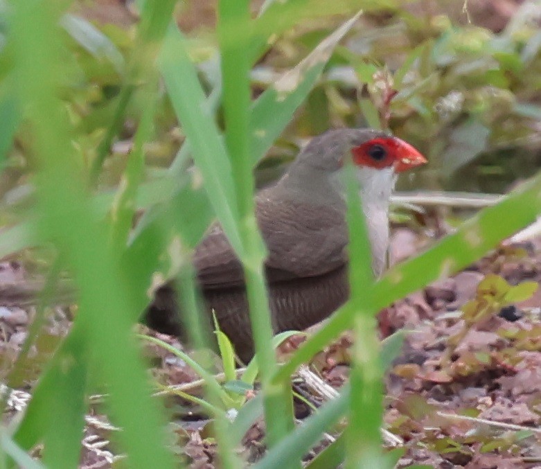 橫斑梅花雀 - ML644631317