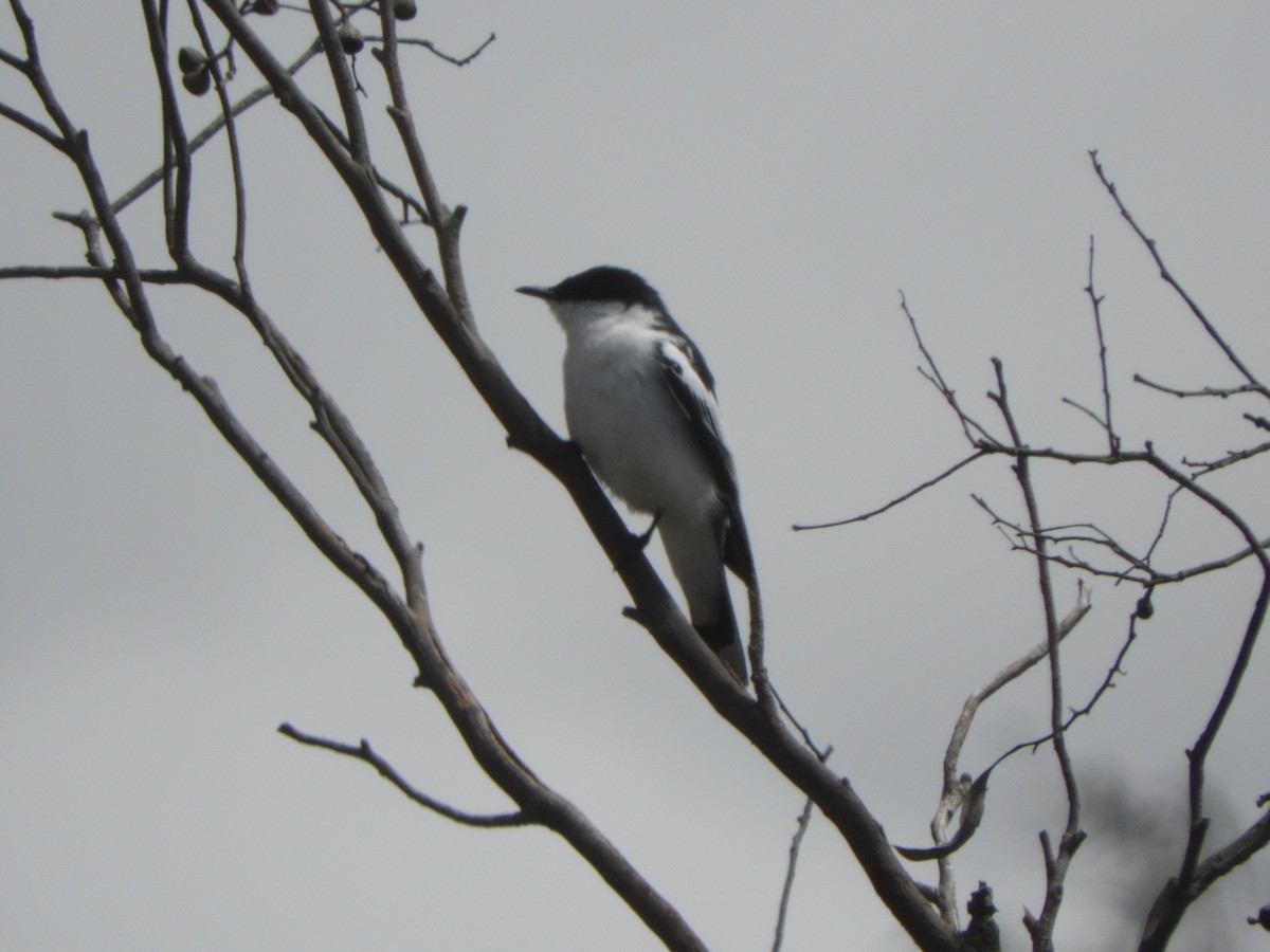 White-winged Triller - ML644631318