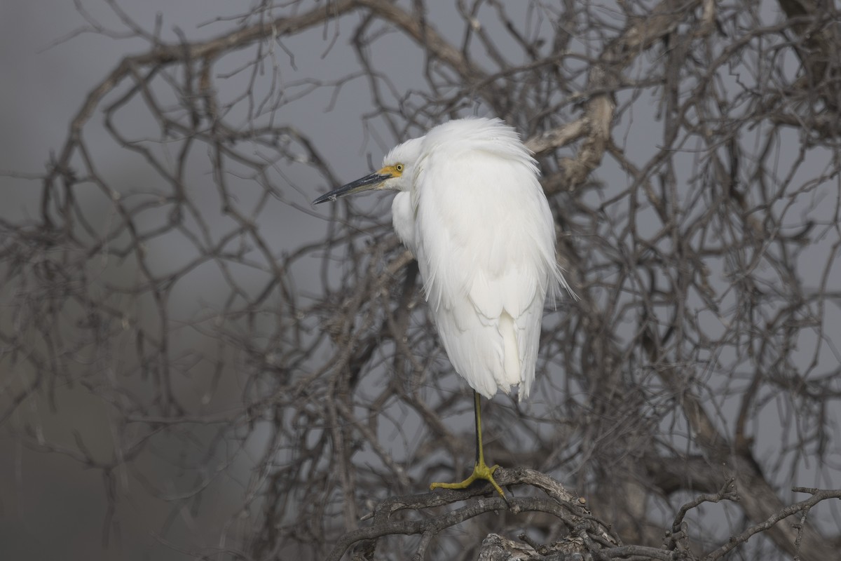 Snowy Egret - ML644631319