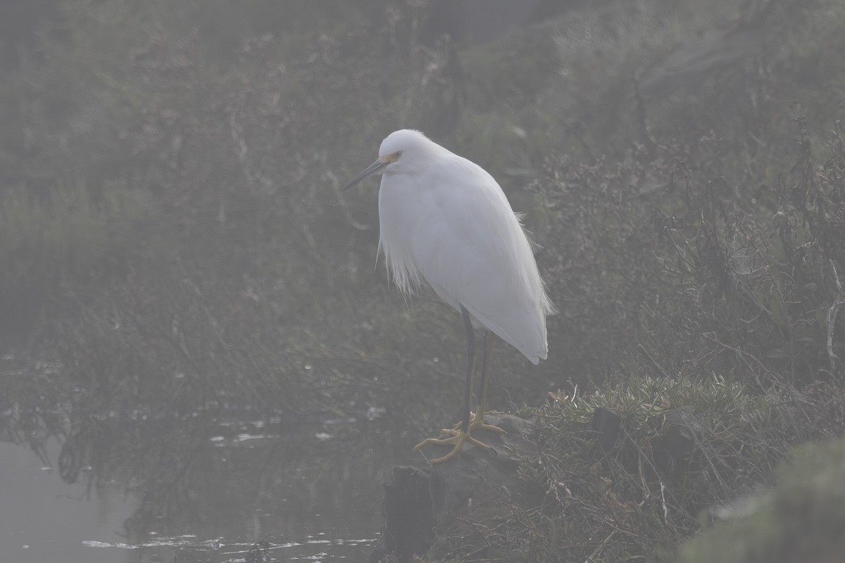 Snowy Egret - ML644631320