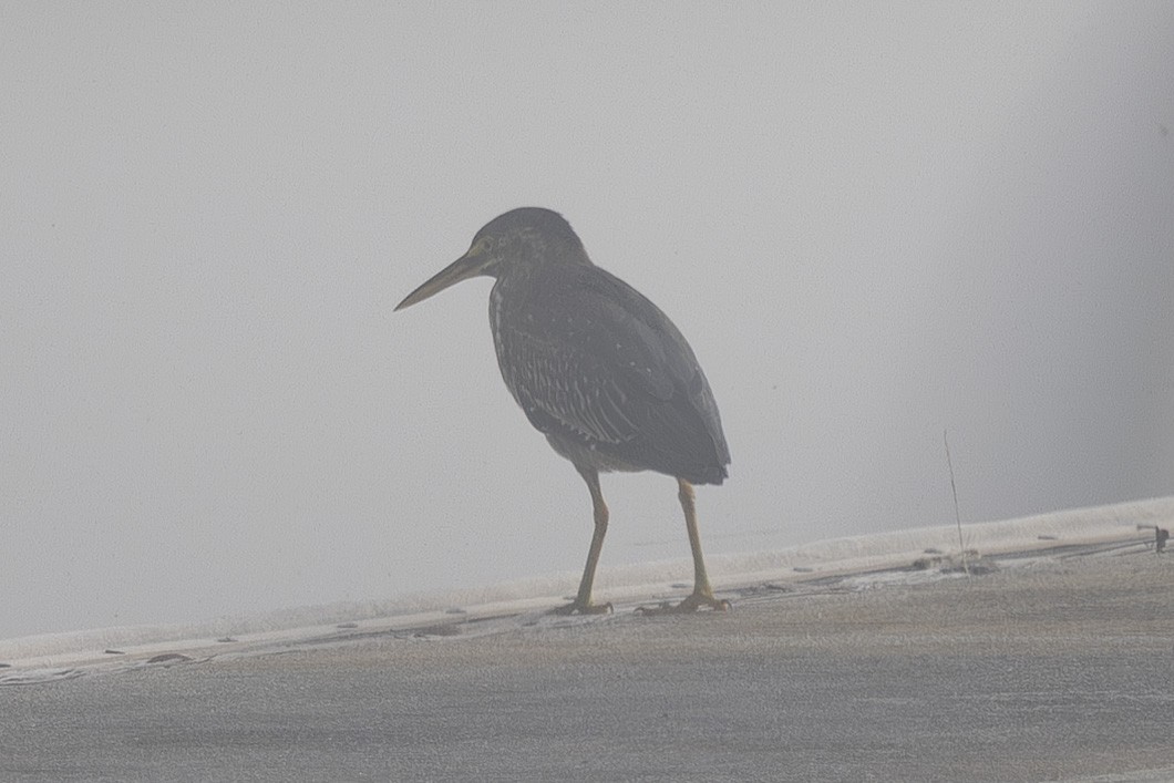 Green Heron - ML644631321