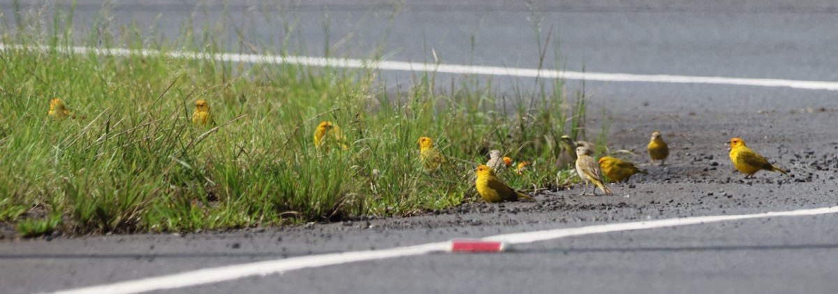 橙黃雀鵐 - ML644631322