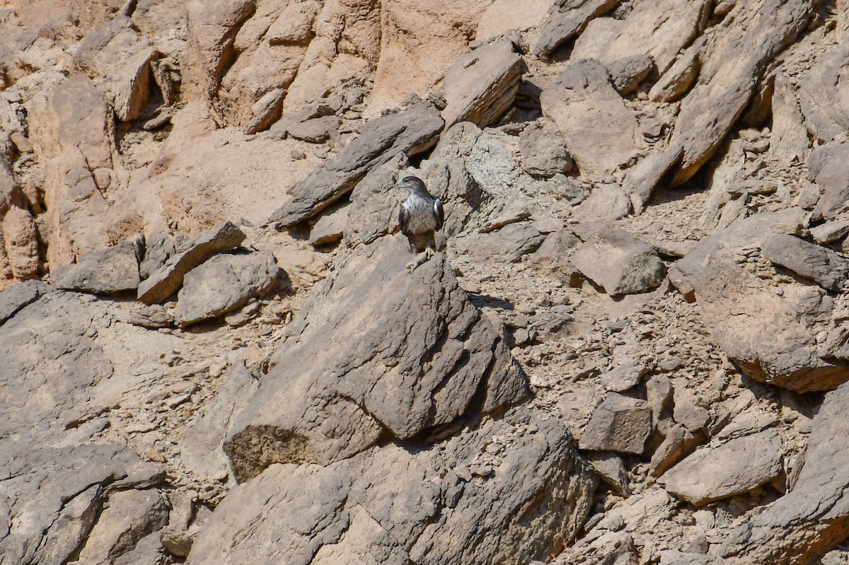 Bonelli's Eagle - ML644631325