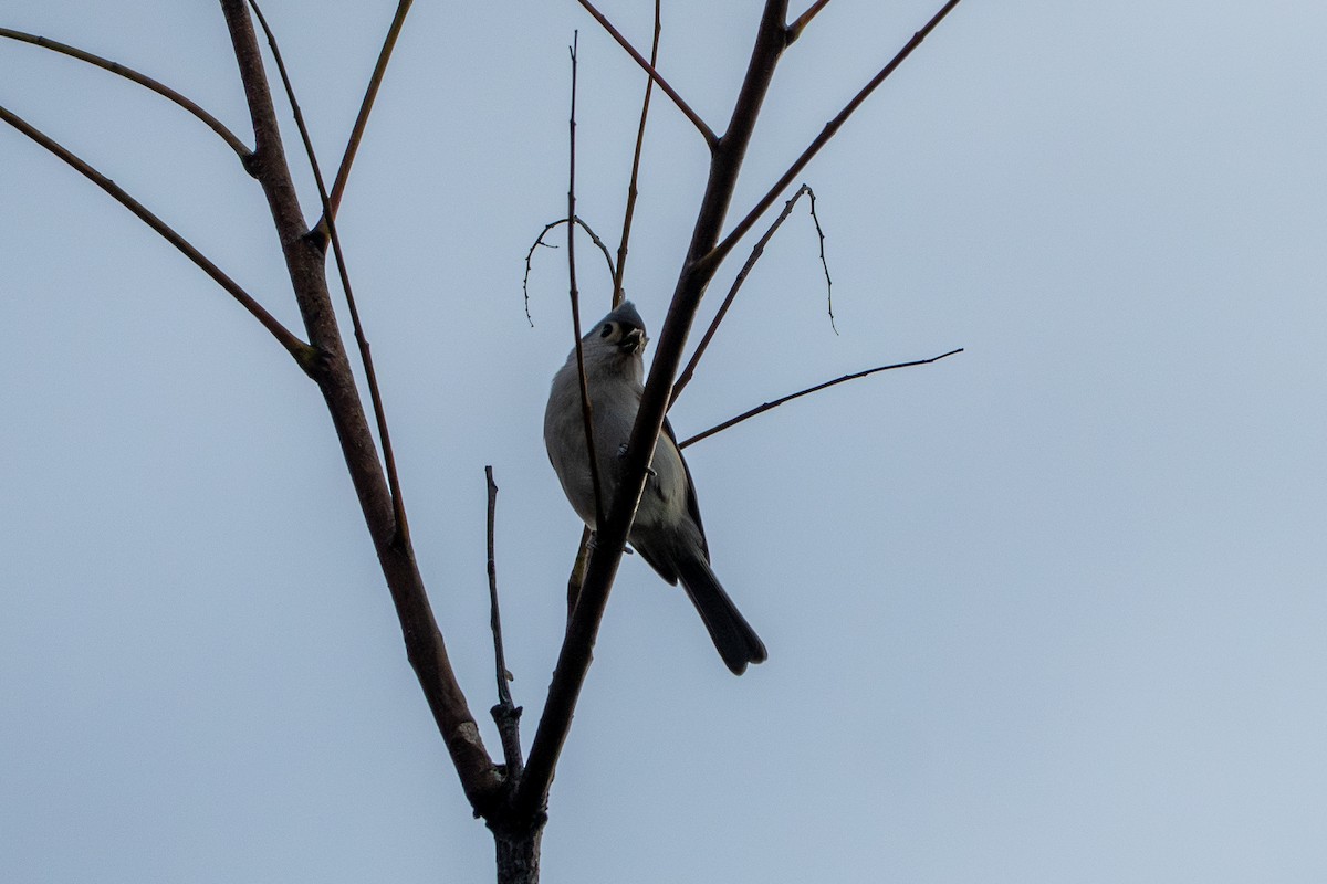 Tufted Titmouse - ML644631326
