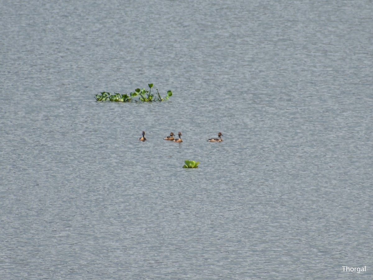 Fulvous Whistling-Duck - ML644631327