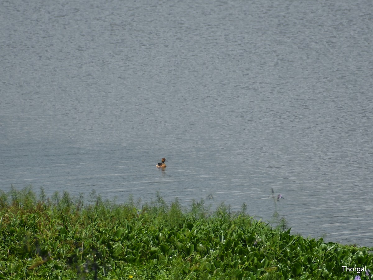 Fulvous Whistling-Duck - ML644631328