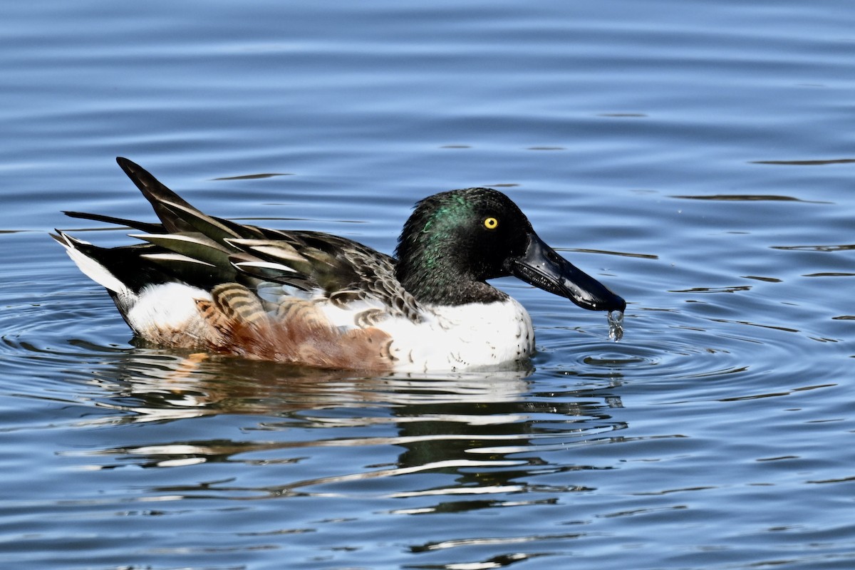 琵嘴鴨 - ML644631329