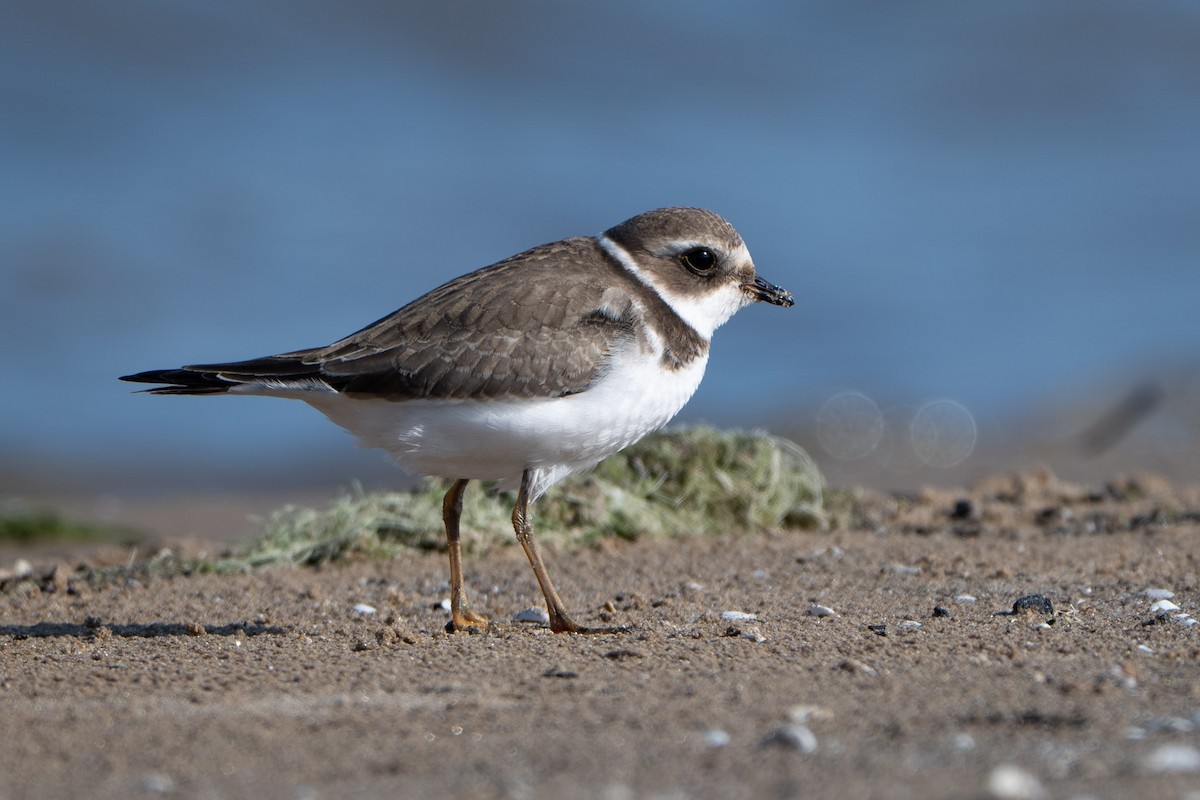 Semipalmated Plover - ML644631331